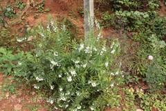Angelonia salicariifolia